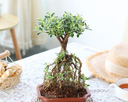 重瓣六月雪的种植技巧（打造优美花园，从种植重瓣六月雪开始）