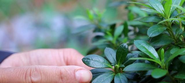 杜鹃花干叶掉叶原因及应对措施（关注养护细节，让杜鹃花常青常美）