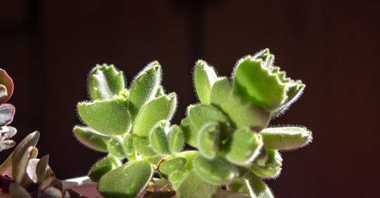 多肉植物-好养又好看的选择（绿植美化家园，三倍于花为美）