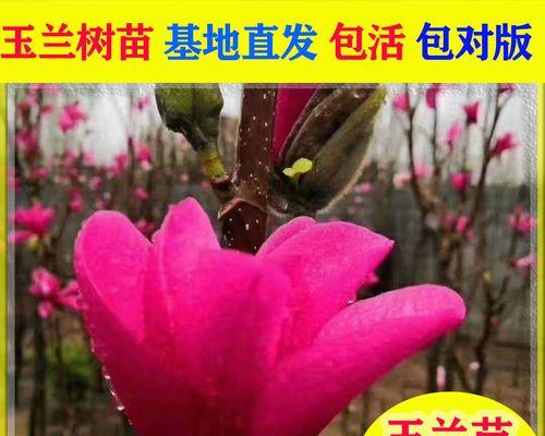 玉兰盆栽种植方法详解（从选盆到浇水，轻松打造玉兰之美）