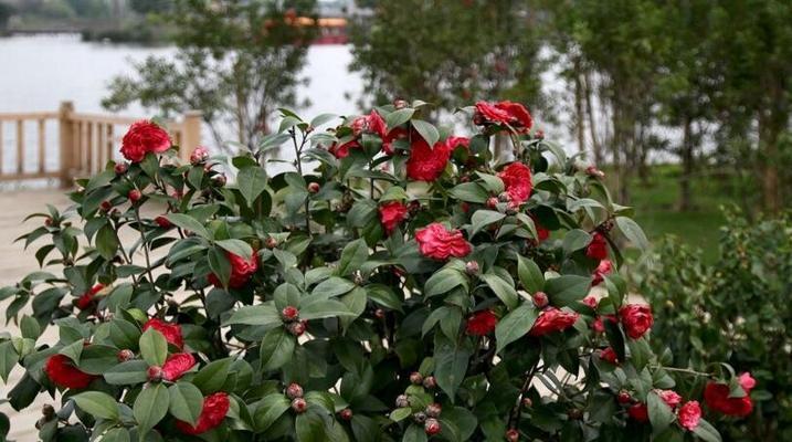 高压法繁殖茶花的技巧（在家轻松培育花卉，学习高压法繁殖茶花的诀窍）