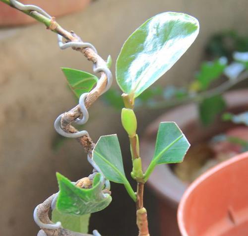 高压法繁殖茶花的技巧（在家轻松培育花卉，学习高压法繁殖茶花的诀窍）