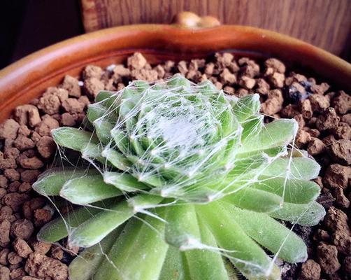 多肉植物喷火龙烂根的防治方法（打造强健多肉，从治疗喷火龙烂根开始）