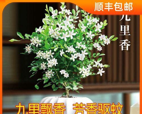 九里香怎样养才能开花？（打造高雅清香的花园秘诀）