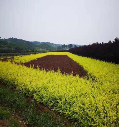 丁香球的栽植方法（从种子到开花，全方位了解丁香球怎么养）