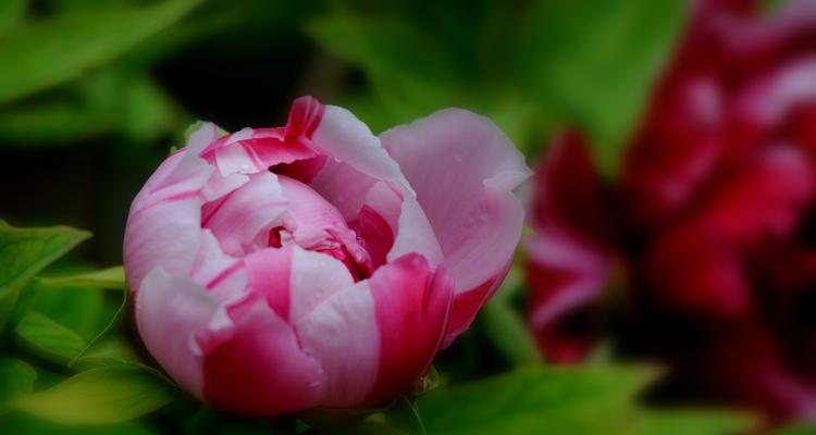 牡丹花开放时节（了解牡丹花的生长习惯和开花时间）