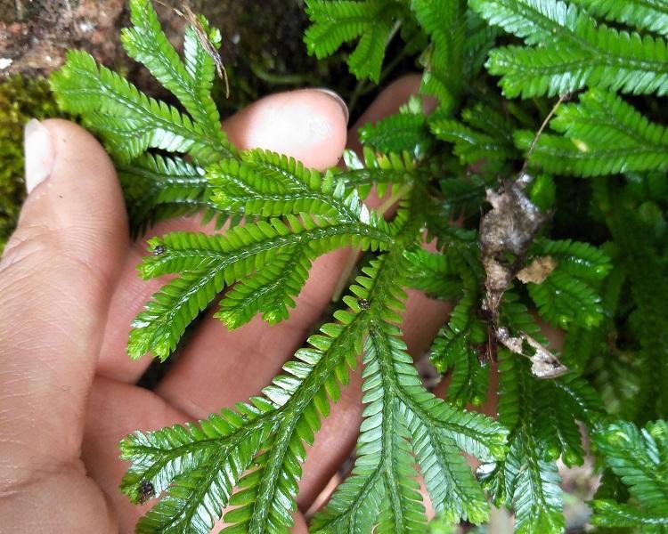 探究中华卷柏的植物分类（揭开中华卷柏是蕨类植物的真相）