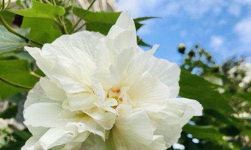 如何种植和养护芙蓉花？（芙蓉花开花时间、土壤、浇水、肥料等养护技巧）