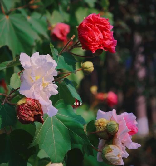 如何种植和养护芙蓉花？（芙蓉花开花时间、土壤、浇水、肥料等养护技巧）