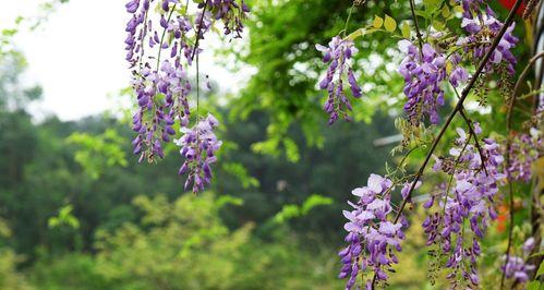 紫藤花——缠绵悱恻的花语（解读紫藤花的寓意，传递爱与美的情感力量）