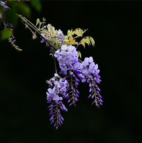 紫藤花——缠绵悱恻的花语（解读紫藤花的寓意，传递爱与美的情感力量）