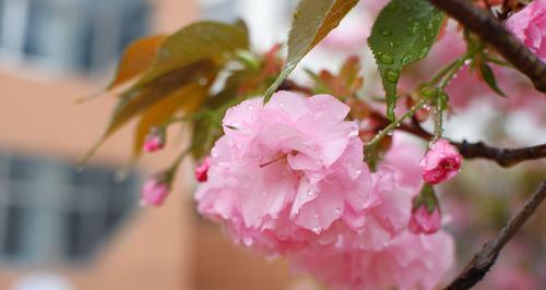 樱花——美丽的象征（探究樱花花语及象征意义）