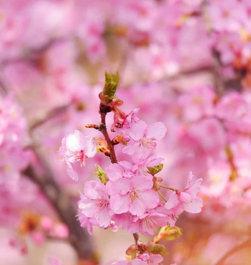 樱花——美丽的象征（探究樱花花语及象征意义）