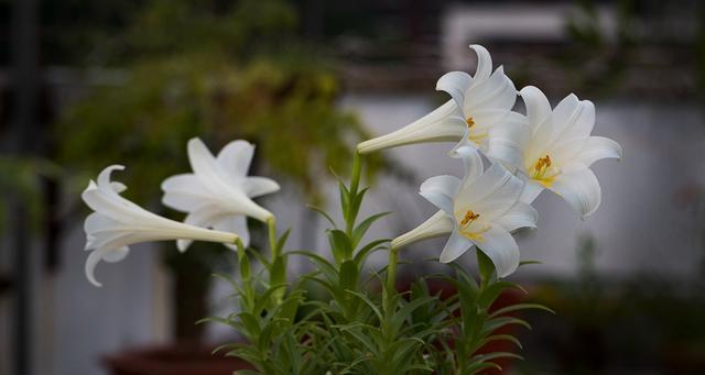 百合花花语（了解百合花的含义与象征，感受它们优雅的气息）