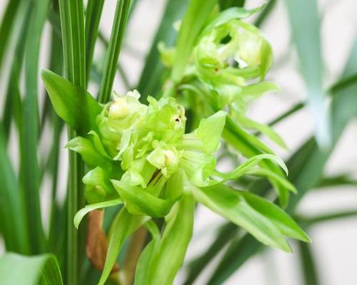 兰草花的花语与传说（探寻兰草花的多面性与神秘）