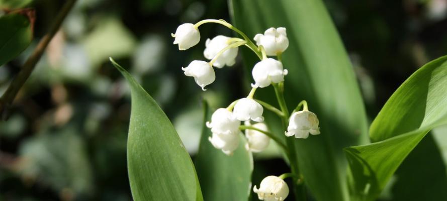 铃兰花的花语与传说（春天的代表，真爱的象征）