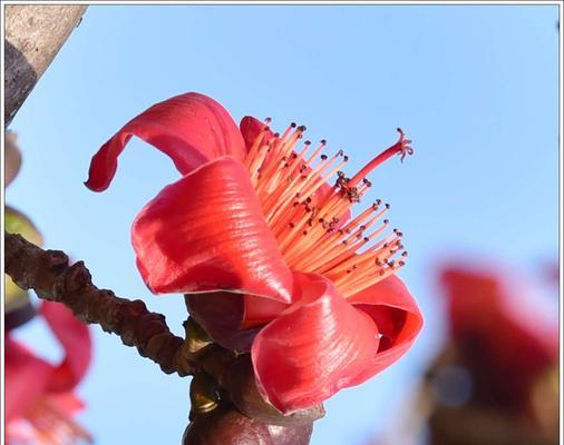 木棉花的花语及其寓意（探索木棉花背后的8种含义）