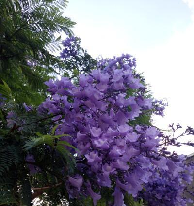 解密蓝花楹的花语（探究蓝花楹的象征意义，深入了解蓝花楹的文化内涵）