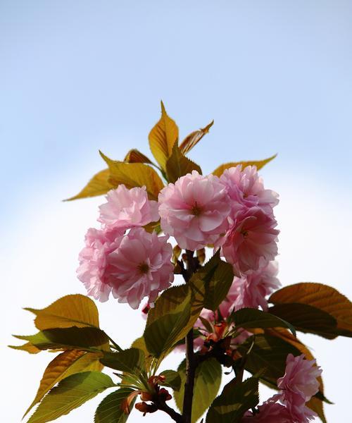 樱花之语——探秘樱花代表的花语（美丽、短暂、希望、爱情、纯洁、勇气、再见、思念）