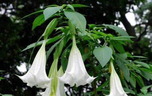 曼陀罗花的花语及介绍（神秘的花语，美丽的传说）