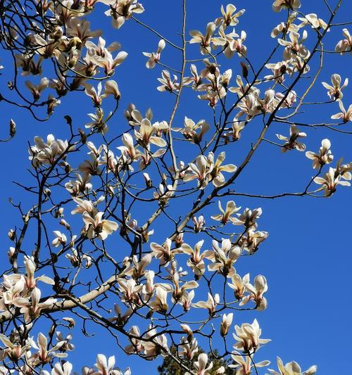 玉兰花的花语和寓意（探寻玉兰花背后的深刻寓意与花语）