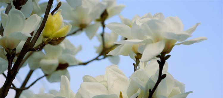 探寻玉兰花的花语（传递幸福的玉兰花语）