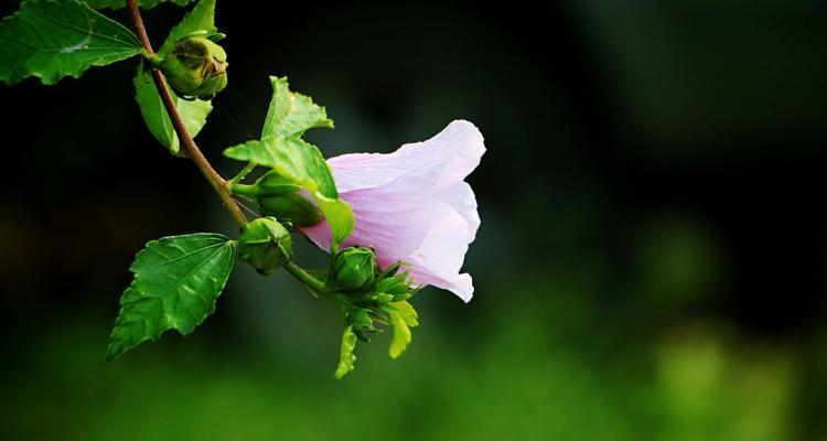 木槿花花语与寓意（揭示木槿花背后的文化内涵）