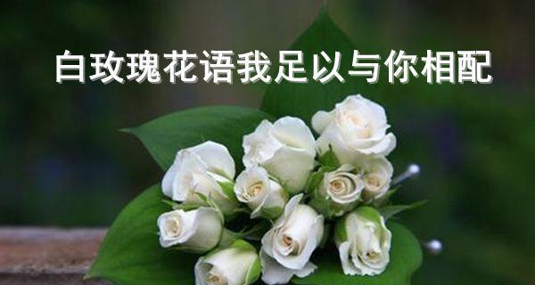 玫瑰花的花语与寓意（传递爱情的芬芳）