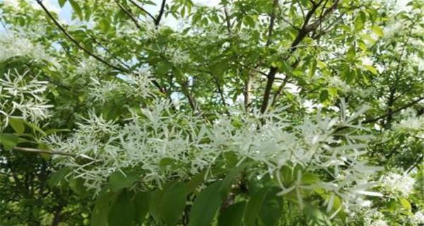 流苏花语详解（传递花开花落的意蕴，流苏花的花语）