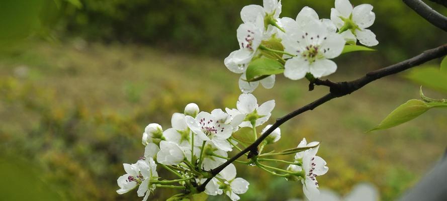 梨花花语的美丽寓意（探秘梨花花语的深刻含义）