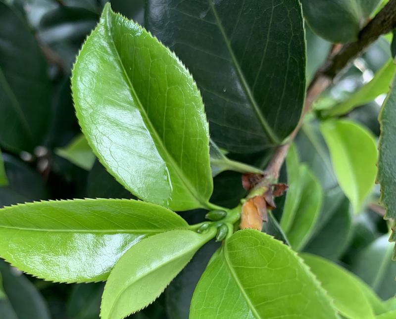 花芽分化（了解花芽分化，掌握植物生长的规律）