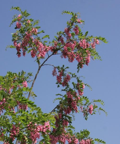 红花刺槐的花语与意义（探究红花刺槐的传奇和神秘）