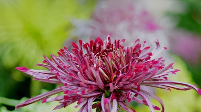 菊花（探寻菊花在中华文化中的精神内涵与象征意义）