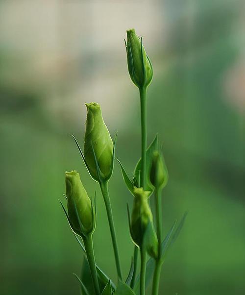 绿色洋桔梗——生命的希望（青春、生机和希望的象征，它的花语是什么？）