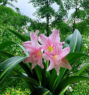 探寻朱顶红的花语和寓意（深入了解朱顶红，解读它在文化和生活中的意义）