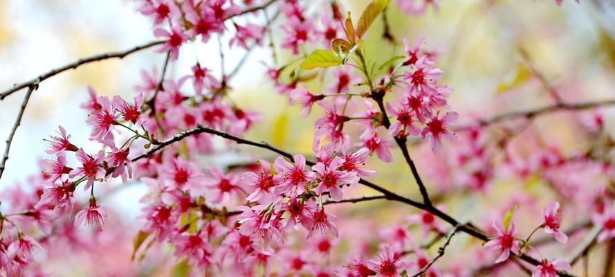 山樱花的花语（传递爱和希望的美丽之花）