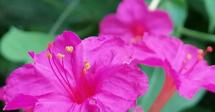 紫茉莉花语的含义（解读紫茉莉花的神秘心语）