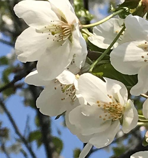 珍珠花花语解读（解析珍珠花所代表的意义及文化内涵）