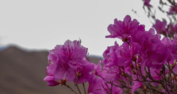 杜鹃花，花开花落的魅力（探究杜鹃花的花语，感受生命力的奇妙）