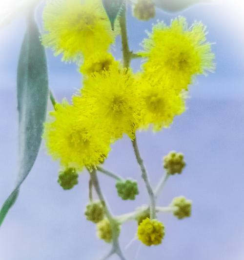 合欢花语——爱的守望者（婆娑世界，一朵花开，情缘永恒）