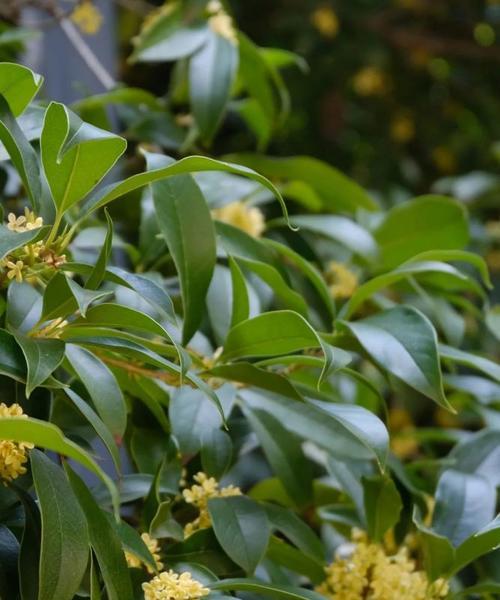 传承千年的桂花文化（寓意美好，花语深长）