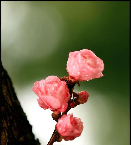 梅花的意义（解析梅花的象征意义，寓意丰富多彩）