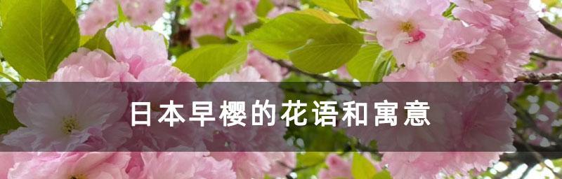 樱花的花语——美丽、爱和希望（揭示樱花的神秘——你所不知道的八种花语）