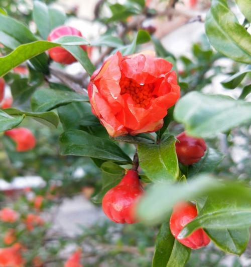 石榴花的花语与寓意（传递着幸福的果实花）