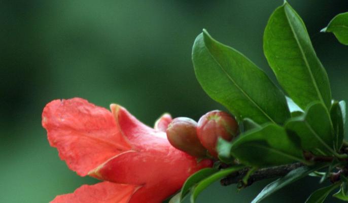 石榴花的花语与寓意（传递着幸福的果实花）