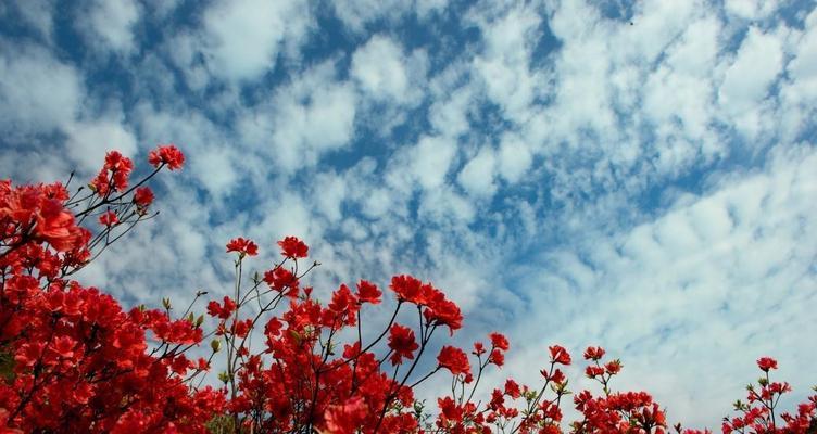 杜鹃的花语与寓意（探究花开花落中的人生哲理）