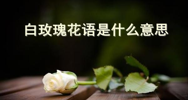 三朵玫瑰的花语（传递爱情的花语之美）