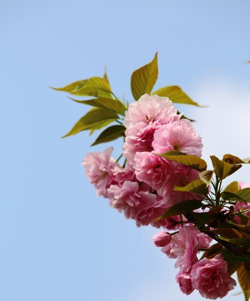 樱花的花语与寓意（探寻樱花的神秘世界）