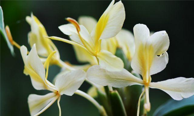 姜花的花语（花语探秘，了解姜花的神秘面纱）