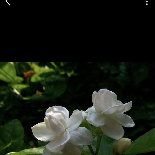 茉莉花的花语（传递真爱的迷人芳香）